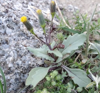 Senecio mohavensis