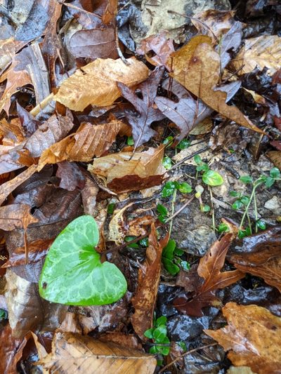Asarum lewisii, photographed by Adrienne van den Beemt