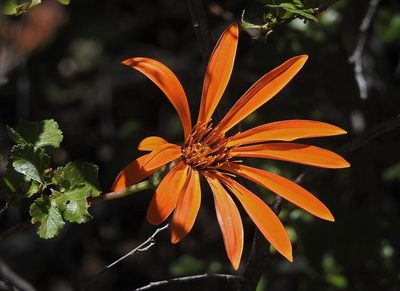 Mutisia decurrens, photographed by Hugo Hulsberg