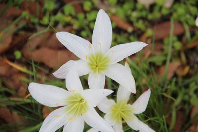 Zephyranthes atamasco, photographed by Marina