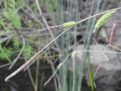 Carex elata, photographed by Santiago Martín-Bravo