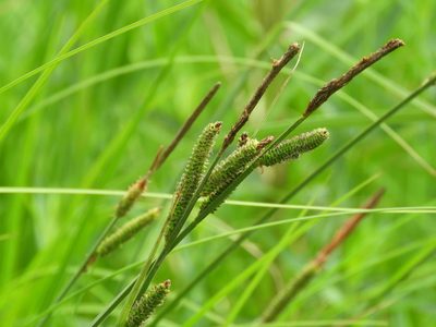 Carex elata, photographed by Santiago Martín-Bravo