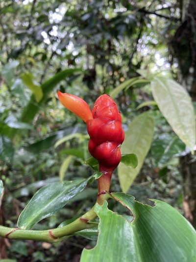 Costus scaber, photographed by Andrew J. Crawford