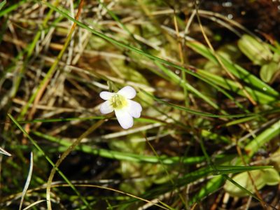 Pinguicula hirtiflora, photographed by Santiago Martín-Bravo
