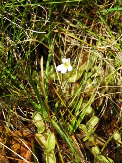 Pinguicula hirtiflora, photographed by Santiago Martín-Bravo