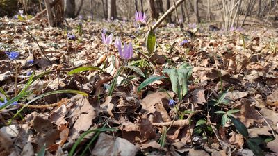 Erythronium dens-canis, photographed by Andrea Mologni
