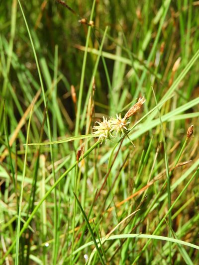 Carex castroviejoi, photographed by Santiago Martín-Bravo