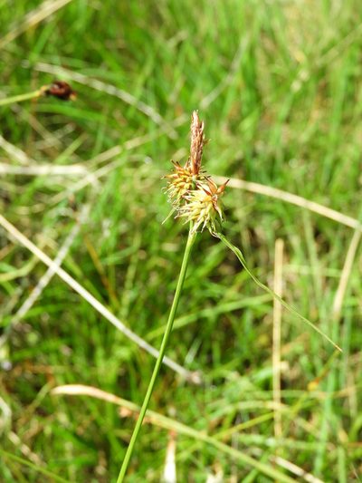 Carex castroviejoi, photographed by Santiago Martín-Bravo