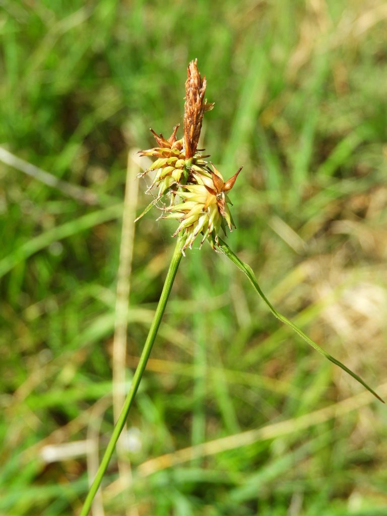 Carex castroviejoi, photographed by Santiago Martín-Bravo