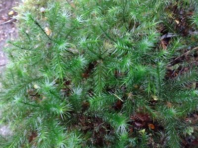 Dendroligotrichum dendroides, photographed by Fernanda Isidora Améstica Rojas