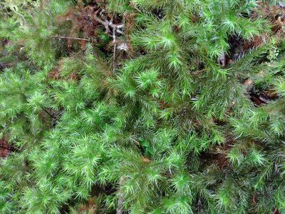 Dendroligotrichum dendroides, photographed by Fernanda Isidora Améstica Rojas