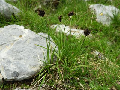 Carex parviflora, photographed by Santiago Martín-Bravo