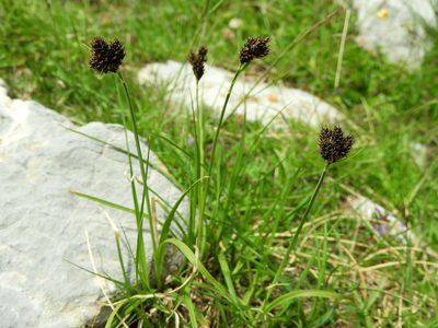Carex parviflora, photographed by Santiago Martín-Bravo