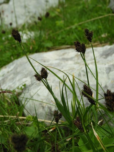 Carex parviflora, photographed by Santiago Martín-Bravo