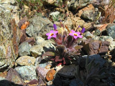 Collomia diversifolia, photographed by chrismo