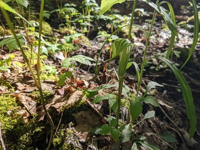 Arisaema stewardsonii, photographed by Laura J. Costello