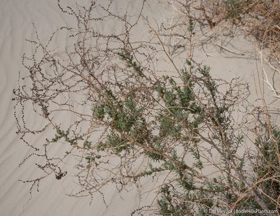 Suaeda nigra, photographed by Tim Messick