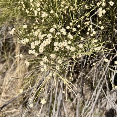 Baccharis sarothroides, photographed by Fluff Berger