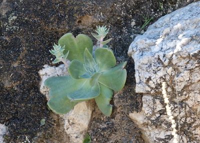 Dudleya arizonica, photographed by Fluff Berger
