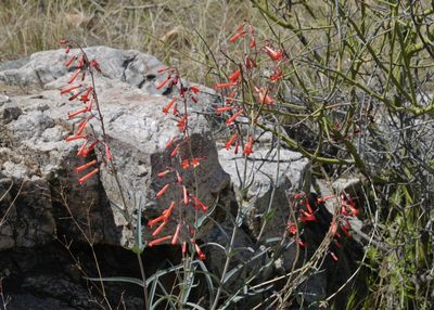 Penstemon subulatus, photographed by Fluff Berger