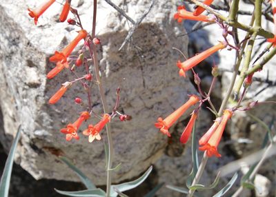 Penstemon subulatus, photographed by Fluff Berger