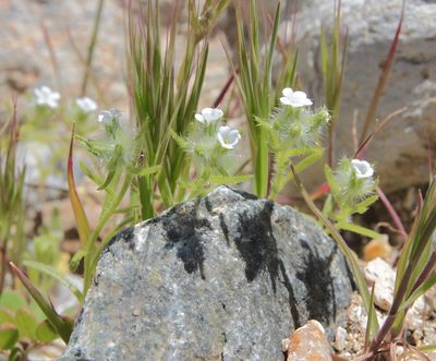 Cryptantha barbigera