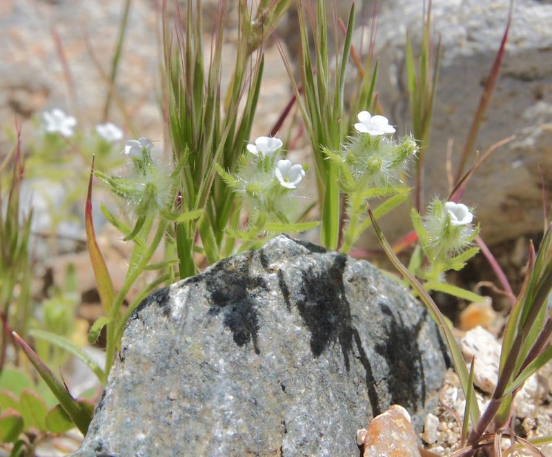 Cryptantha barbigera, photographed by Fluff Berger