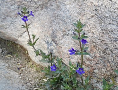 Stemodia durantifolia, photographed by Fluff Berger