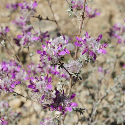 Dalea pulchra, photographed by Fluff Berger