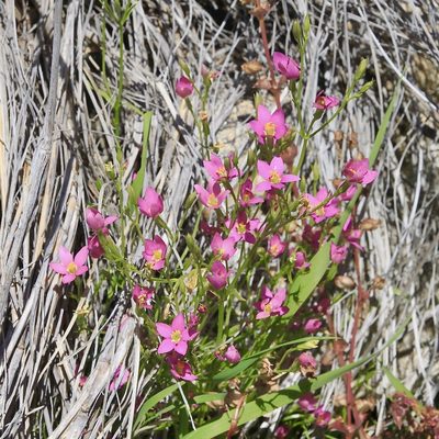 Zeltnera arizonica, photographed by Fluff Berger