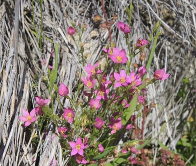 Zeltnera arizonica, photographed by Fluff Berger