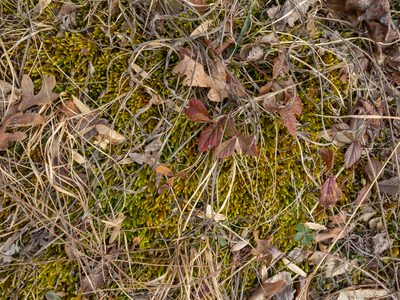 Bryoandersonia illecebra, photographed by John Ambler
