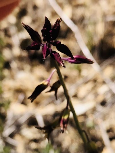 Streptanthus lemmonii, photographed by russnamitz