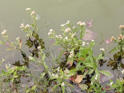 Pluchea sagittalis, photographed by GERMAN LEONEL SARMIENTO CRUZ