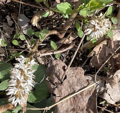 Pachysandra procumbens, photographed by Roseanna Denton