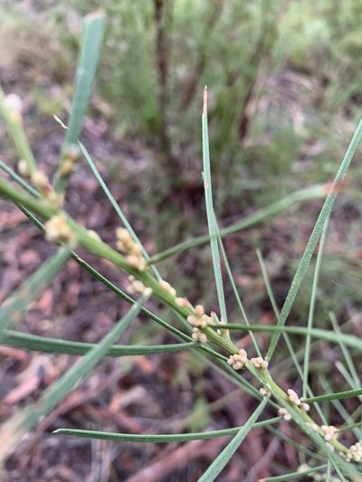 Acacia elongata, photographed by Guy Taseski