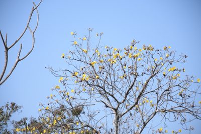 Cochlospermum vitifolium, photographed by Diana Fuentes