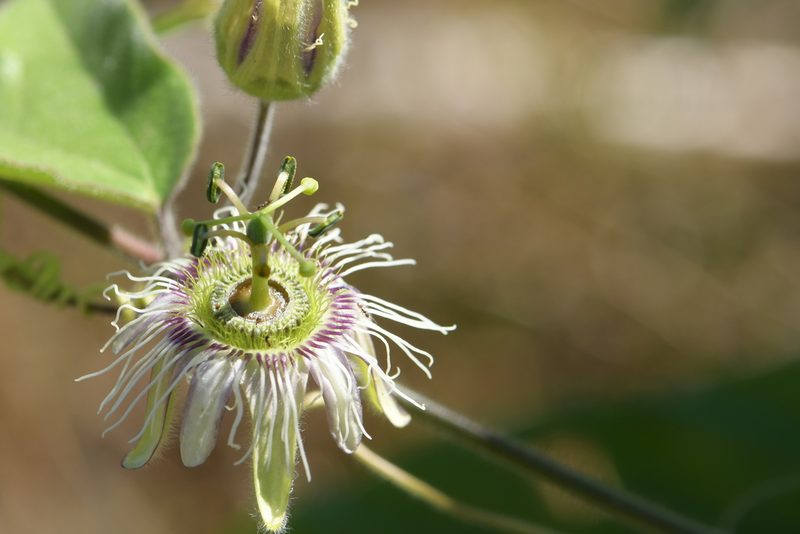 Passiflora porphyretica, photographed by Diana Fuentes