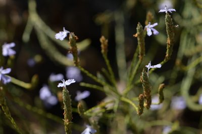 Elytraria imbricata, photographed by Diana Fuentes