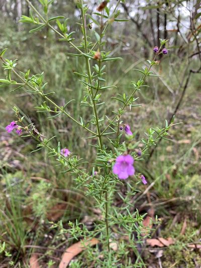 Prostanthera scutellarioides, photographed by Guy Taseski