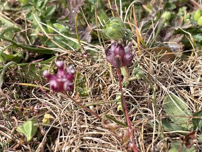 Trifolium depauperatum, photographed by Amelia Tauber