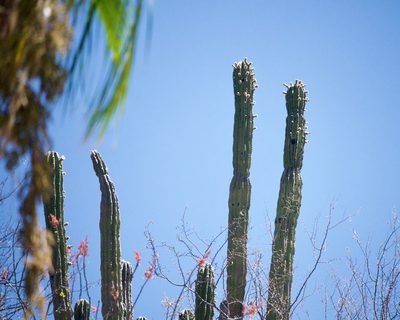 Pachycereus pringlei, photographed by Bill Levine