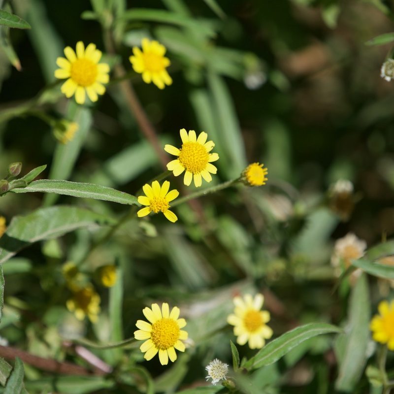 Perityle cuneata, photographed by Bill Levine