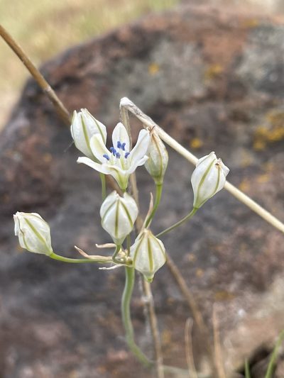 Triteleia lilacina, photographed by Amelia Tauber