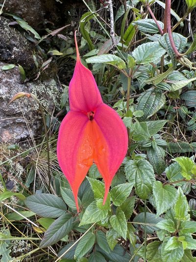 Masdevallia veitchiana, photographed by Stefano Menchetti