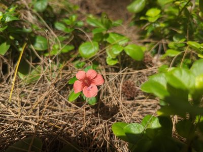 Barleria repens, photographed by Drew T