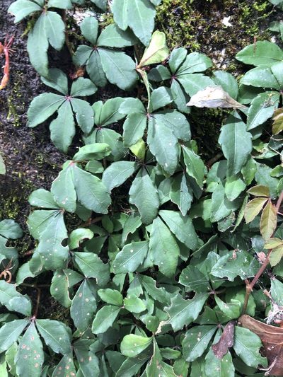 Tetrastigma obtectum, photographed by 鄭雪雲
