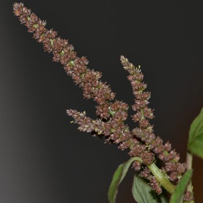 Amaranthus viridis, photographed by kbkash