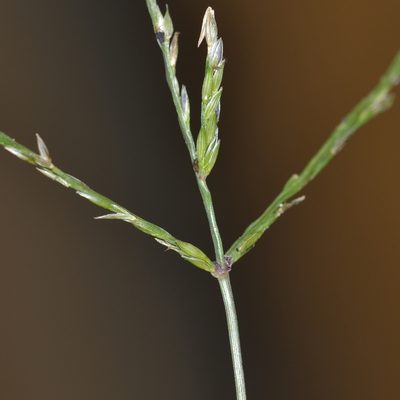 Digitaria ciliaris, photographed by kbkash