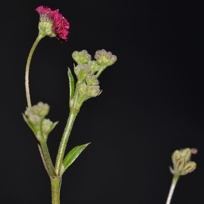 Boerhavia diffusa, photographed by kbkash